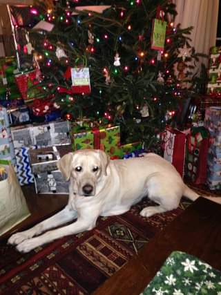 Gardenia sits at the foot of a Christmas tree, surrounded by presents.