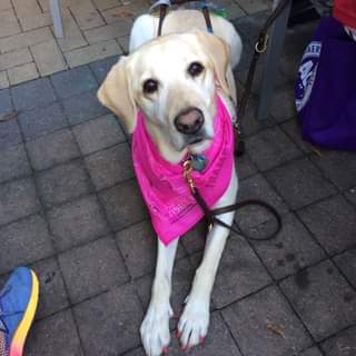 A dog with golden fur looks up attentively while wearing a pink bandana.