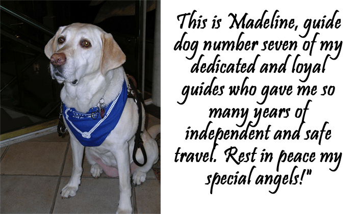 Madeline, guide dog number 7 of my dedicated and loyal guides who gave me so many years of independent and safe travel. Rest in peace my special angels!